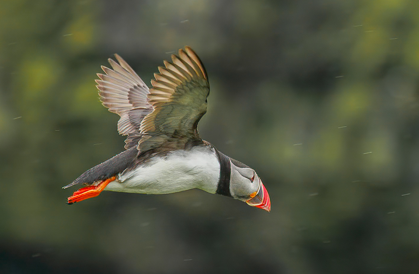 David Kissman (England) Puffin Flying In The Rain